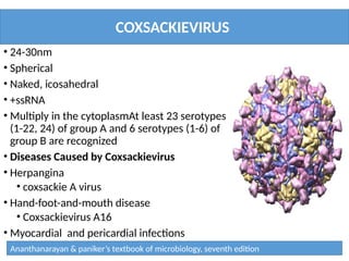 COXSACKIEVIRUS
• 24-30nm
• Spherical
• Naked, icosahedral
• +ssRNA
• Multiply in the cytoplasmAt least 23 serotypes
(1-22, 24) of group A and 6 serotypes (1-6) of
group B are recognized
• Diseases Caused by Coxsackievirus
• Herpangina
• coxsackie A virus
• Hand-foot-and-mouth disease
• Coxsackievirus A16
• Myocardial and pericardial infections
• coxsackie B virus. (B3)
Ananthanarayan & paniker’s textbook of microbiology, seventh edition
 