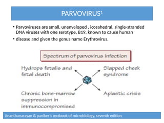 PARVOVIRUS1
• Parvoviruses are small, unenveloped , icosahedral, single-stranded
DNA viruses with one serotype, B19, known to cause human
• disease and given the genus name Erythrovirus.
Ananthanarayan & paniker’s textbook of microbiology, seventh edition
 
