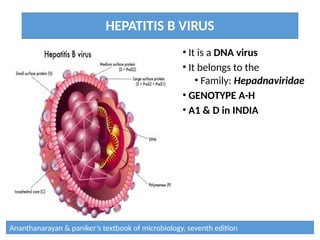 HEPATITIS B VIRUS
• It is a DNA virus
• It belongs to the
• Family: Hepadnaviridae
• GENOTYPE A-H
• A1 & D in INDIA
Ananthanarayan & paniker’s textbook of microbiology, seventh edition
 