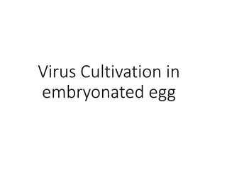 Virus Cultivation in
embryonated egg
 