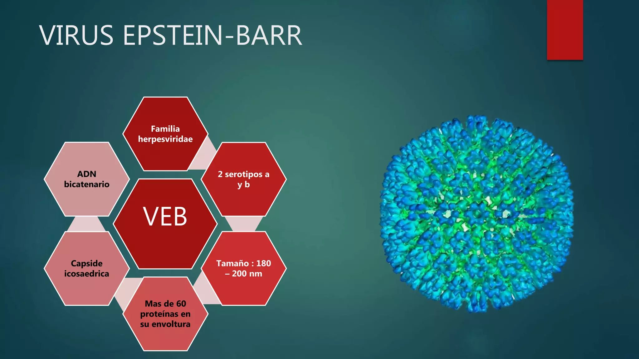 Virus de epstein barr | PPTX | Infectious Diseases | Diseases and ...