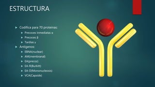ESTRUCTURA
 Codifica para 70 proteinas:
 Precoces inmediatas α
 Precoces β
 Tardias γ
 Antigenos:
 EBNA(nuclear)
 AM(membranal)
 EA(precoz)
 EA-R(Burkitt)
 EA-D(Mononucleosis)
 VCA(Capside)
 