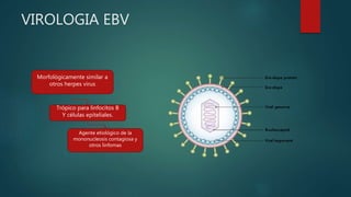 VIROLOGIA EBV
Morfológicamente similar a
otros herpes virus
Trópico para linfocitos B
Y células epiteliales.
Agente etiológico de la
mononucleosis contagiosa y
otros linfomas
 
