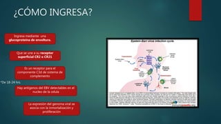 ¿CÓMO INGRESA?
Ingresa mediante una
glucoproteína de envoltura.
Que se une a su receptor
superficial CR2 o CR21
Es un receptor para el
componente C3d de sistema de
complemento
Hay antígenos del EBV detectables en el
nucleo de la celula
*De 18-24 hrs.
La expresión del genoma viral se
asocia con la inmortalización y
proliferación
 