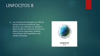LINFOCITOS B
 Los Linfocitos B infectados por EBV se
activan de forma policlonal, para
producir Ig y expresan un antígeno
determinado por linfocitos B que es el
blanco de las respuestas celulares
inmunitarias del hospedador a las
células infectadas
 