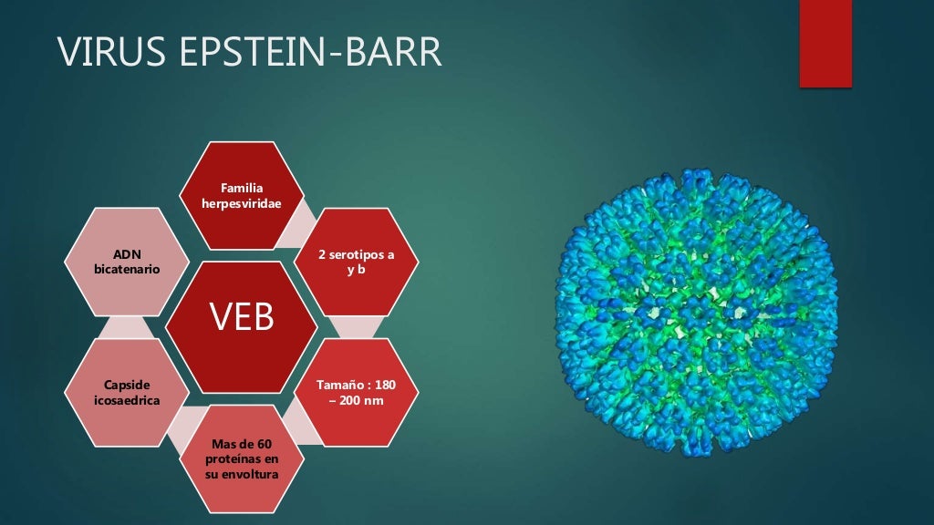 Virus de epstein barr