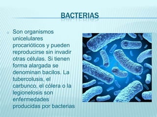 BACTERIAS
o

Son organismos
unicelulares
procarióticos y pueden
reproducirse sin invadir
otras células. Si tienen
forma alargada se
denominan bacilos. La
tubercolusis, el
carbunco, el cólera o la
legionelosis son
enfermedades
producidas por bacterias

 