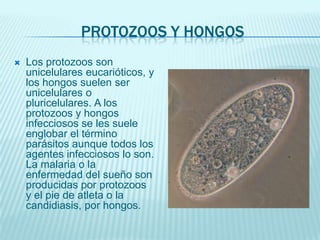 PROTOZOOS Y HONGOS


Los protozoos son
unicelulares eucarióticos, y
los hongos suelen ser
unicelulares o
pluricelulares. A los
protozoos y hongos
infecciosos se les suele
englobar el término
parásitos aunque todos los
agentes infecciosos lo son.
La malaria o la
enfermedad del sueño son
producidas por protozoos
y el pie de atleta o la
candidiasis, por hongos.

 