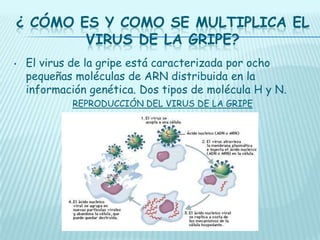 ¿ CÓMO ES Y COMO SE MULTIPLICA EL
VIRUS DE LA GRIPE?
•

El virus de la gripe está caracterizada por ocho
pequeñas moléculas de ARN distribuida en la
información genética. Dos tipos de molécula H y N.
REPRODUCCIÓN DEL VIRUS DE LA GRIPE

 