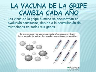 LA VACUNA DE LA GRIPE
CAMBIA CADA AÑO

•

Los virus de la gripe humana se encuentran en
evolución constante, debido a la acumulación de
mutaciones en todos sus genes.

 