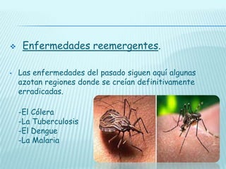 

•

Enfermedades reemergentes.
Las enfermedades del pasado siguen aquí algunas
azotan regiones donde se creían definitivamente
erradicadas.
-El Cólera
-La Tuberculosis
-El Dengue
-La Malaria

 