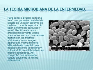 LA TEORÍA MICROBIANA DE LA ENFERMEDAD.
o

Para poner a prueba su teoría
tomó una pequeña cantidad de
sangre de un ratón enfermo de
carbunco y se la inyectó a otro
ratón enfermo de carbunco y
murió. Repitió este mismo
proceso hasta veinte veces
y, en todos los caso, los ratones
morían con los mismos
síntomas y en su sangre
aparecía la misma bacteria.
Más adelante completo sus
trabajos aislando la bacteria y
cultivándola en el laboratorio en
medios adecuados. Así
comprobó que la bacteria
seguía causando la misma
enfermedad.

 
