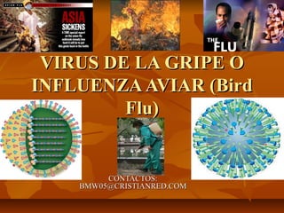 VIRUS DE LA GRIPE O
INFLUENZA AVIAR (Bird
         Flu)


         CONTACTOS:
    BMW05@CRISTIANRED.COM
 