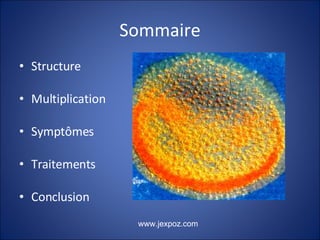 Sommaire Structure Multiplication Symptômes Traitements Conclusion www.jexpoz.com 