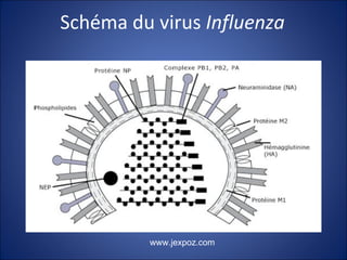 Schéma du virus  Influenza www.jexpoz.com 