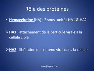 Rôle des protéines Hemagglutine  (HA) : 2 sous- unités HA1 & HA2 HA1  : attachement de la particule virale à la cellule cible HA2  : libération du contenu viral dans la cellule www.jexpoz.com 