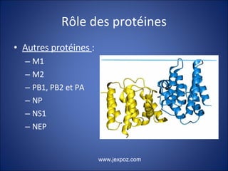 Rôle des protéines Autres protéines  :  M1 M2 PB1, PB2 et PA NP NS1 NEP www.jexpoz.com 