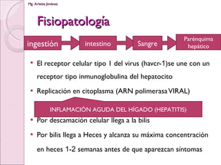 Fisiopatología El receptor celular tipo 1 del virus (havcr- 1 )se une con un receptor tipo inmunoglobulina del hepatocito Replicación en citoplasma (ARN polimerasa VIRAL) Por descamación celular llega a la bilis Por bilis llega a Heces y alcanza su máxima concentración en heces  1 - 2  semanas antes de que aparezcan síntomas ingestión intestino Sangre Parénquima hepático INFLAMACIÓN AGUDA DEL HÍGADO (HEPATITIS) 