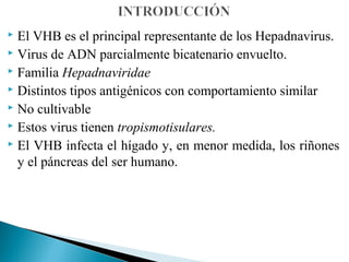 El VHB es el principal representante de los Hepadnavirus.
 Virus de ADN parcialmente bicatenario envuelto.
 Familia Hepadnaviridae
 Distintos tipos antigénicos con comportamiento similar
 No cultivable
 Estos virus tienen tropismotisulares.
 El VHB infecta el hígado y, en menor medida, los riñones

  y el páncreas del ser humano.
 