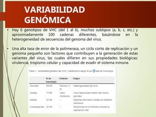 • Hay 6 genotipos de VHC (del 1 al 6), muchos subtipos (a, b, c, etc.) y
aproximadamente 100 cadenas diferentes, basándose en la
heterogeneidad de secuencias del genoma del virus.
• Una alta tasa de error de la polimerasa, un ciclo corto de replicación y un
genoma pequeño son factores que contribuyen a la generación de estas
variantes del virus, las cuales difieren en sus propiedades biológicas:
virulencia, tropismo celular y capacidad de evadir el sistema inmune.
VARIABILIDAD
GENÓMICA
 