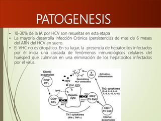 PATOGENESIS
• 10-30% de la IA por HCV son resueltas en esta etapa
• La mayoría desarrolla Infección Crónica (persistencias de mas de 6 meses
del ARN del HCV en suero.
• El VHC no es citopático. En su lugar, la presencia de hepatocitos infectados
por él inicia una cascada de fenómenos inmunológicos celulares del
huésped que culminan en una eliminación de los hepatocitos infectados
por el virus.
 