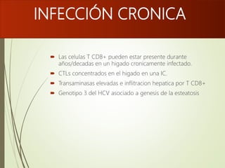 INFECCIÓN CRONICA
 Las celulas T CD8+ pueden estar presente durante
años/decadas en un higado cronicamente infectado.
 CTLs concentrados en el higado en una IC.
 Transaminasas elevadas e inflitracion hepatica por T CD8+
 Genotipo 3 del HCV asociado a genesis de la esteatosis
 