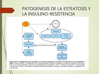 PATOGENESIS DE LA ESTEATOSIS Y
LA INSULINO-RESISTENCIA
 
