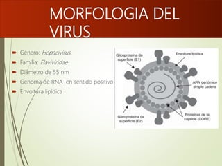 MORFOLOGIA DEL
VIRUS
 Género: Hepacivirus
 Familia: Flaviviridae
 Diámetro de 55 nm
 Genoma de RNA en sentido positivo
 Envoltura lipídica
 
