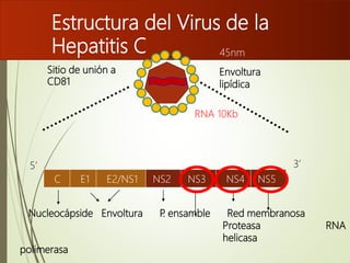 Estructura del Virus de la
Hepatitis C
C E1 E2/NS1 NS2 NS3 NS4 NS5
5’ 3’
Envoltura
lipídica
Nucleocápside Envoltura P. ensamble Red membranosa
Proteasa RNA
helicasa
polimerasa
?
RNA 10Kb
45nm
Sitio de unión a
CD81
 