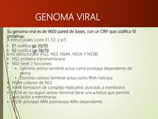 Su genoma viral es de 9600 pared de bases, con un ORF que codifica 10
proteínas:
4 estructurales (core, E1, E2, y p7)
• E1 codifica gp 33/35
• E2 codifica gp 58/70
6 no estructurales (NS2, NS3, NS4A, NS5A Y NS5B)
• NS2 proteina transmembrana
• NS3 tiene 2 funciones:
• Dominio amino-terminal actua como proteasa dependiente de
serina
• Dominio carboxi-terminal actua como RNA-helicasa
• NS4A cofactor de NS3
• NS4B formacion de complejo replicativo asociado a membrana
• NS5A en su region amino-terminal tiene una α-helice que permite
asociación a membranas.
• NS5B actividad ARN polimerasa ARN-dependiente.
GENOMA VIRAL
 