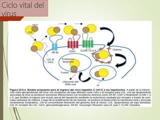 Ciclo vital del
virus
 