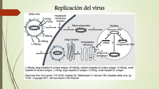 Virus de la Hepatitis D