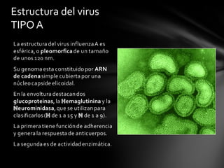 Estructura del virus
TIPO A
 