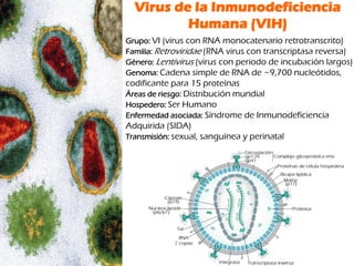 Virus de la Inmunodeficiencia
Humana (VIH)
Grupo: VI (virus con RNA monocatenario retrotranscrito)
Familia: Retroviridae (RNA virus con transcriptasa reversa)
Género: Lentivirus (virus con periodo de incubación largos)
Genoma: Cadena simple de RNA de ~9,700 nucleótidos,
codificante para 15 proteínas
Áreas de riesgo: Distribución mundial
Hospedero: Ser Humano
Enfermedad asociada: Síndrome de Inmunodeficiencia
Adquirida (SIDA)
Transmisión: sexual, sanguínea y perinatal
 