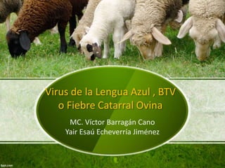 Virus de la Lengua Azul , BTV
o Fiebre Catarral Ovina
MC. Víctor Barragán Cano
Yair Esaú Echeverría Jiménez
 