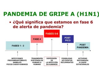 PANDEMIA DE GRIPE A (H1N1) 
• ¿Qué significa que estamos en fase 6 
de alerta de pandemia? 
FASES 1 - 3 
FASE 4 
FASES 5-6 
POST 
PICO 
POST 
PANDEMIA 
INFECCIONES 
PREDOMINANTEMENTE 
ANIMALES 
POCOS CASOS HUMANOS 
TRANSMISIÓN 
SOSTENIDA DE 
HUMANO A 
HUMANO 
DISPERSIÓN 
DE 
LA INFECCIÓN 
EN HUMANOS 
POSIBILIDAD 
DE EVENTOS 
RECURRENTES 
ACTIVIDAD 
RESTRINGIDA 
A CASOS 
ESTACIONALES 
 