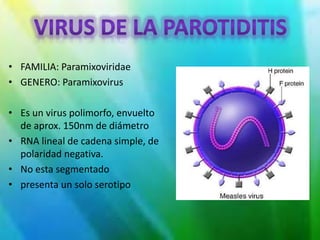 • FAMILIA: Paramixoviridae
• GENERO: Paramixovirus
• Es un virus polimorfo, envuelto
de aprox. 150nm de diámetro
• RNA lineal de cadena simple, de
polaridad negativa.
• No esta segmentado
• presenta un solo serotipo
 
