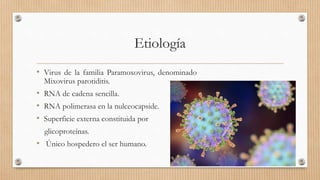 Etiología
• Virus de la familia Paramoxovirus, denominado
Mixovirus parotiditis.
• RNA de cadena sencilla.
• RNA polimerasa en la nulceocapside.
• Superficie externa constituida por
glicoproteínas.
• Único hospedero el ser humano.
 