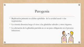 Patogenia
• Replicación primaria en células epiteliales de la cavidad nasal o vías
respiratorias.
• La viremia disemina luego el virus a las glándulas salivales y otros órganos.
• La afectación de la glándula parótida no es un paso obligatorio en el proceso
infeccioso.
 