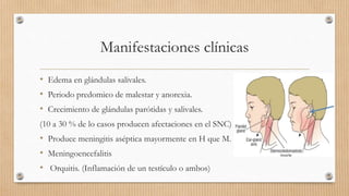 Manifestaciones clínicas
• Edema en glándulas salivales.
• Periodo predomico de malestar y anorexia.
• Crecimiento de glándulas parótidas y salivales.
(10 a 30 % de lo casos producen afectaciones en el SNC)
• Produce meningitis aséptica mayormente en H que M.
• Meningoencefalitis
• Orquitis. (Inflamación de un testículo o ambos)
 