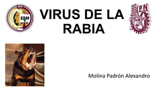 VIRUS DE LA
RABIA
Molina Padrón Alexandro
 