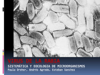 VIRUS DE LA RABIA 
SISTEMÁTICA Y EOCOLOGIA DE MICROORGANISMOS 
Paula Dreher, Andrés Agredo, Esteban Sanchez 
 
