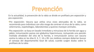 En la actualidad, la prevención de la rabia se divide en profilaxis pre exposición y
pos exposición:
•Pre exposición: Vacuna que utiliza virus vivos atenuados de la rabia. se
recomienda para individuos con alto riesgo de contraer el virus de la rabia, como
veterinarios, espeleólogos, laboratoristas y quienes manejan animales.
•Pos exposición: se basa en lavado inmediato y minucioso de la herida con agua y
jabón; inmunización pasiva con globulina hiperinmune, incluyendo una porción
instilada alrededor del sitio de la herida, e inmunización activa con vacuna
contra la rabia en los días 0, 3, 7, 14 y 28. Los médicos siempre deberían buscar
el consejo del departamento local de salud, cuando surgen dudas sobre la
profilaxis de la rabia
 