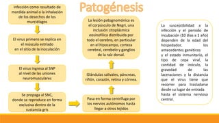 infección como resultado de
mordida animal o la inhalación
de los desechos de los
murciélagos
El virus primero se replica en
el músculo estriado
en el sitio de la inoculación
El virus ingresa al SNP
al nivel de las uniones
neuromusculares
Se propaga al SNC,
donde se reproduce en forma
exclusiva dentro de la
sustancia gris
Pasa en forma centrífuga por
los nervios autónomos hasta
llegar a otros tejidos
Glándulas salivales, páncreas,
riñón, corazón, retina y córnea.
La lesión patognomónica es
el corpúsculo de Negri, una
inclusión citoplásmica
eosinofílica distribuida por
todo el cerebro, en particular
en el hipocampo, corteza
cerebral, cerebelo y ganglios
de la raíz dorsal.
La susceptibilidad a la
infección y el periodo de
incubación (10 días a 1 año)
dependen de la edad del
hospedador, los
antecedentes genéticos
y el estado inmunitario, el
tipo de cepa viral, la
cantidad de inóculo, la
gravedad de las
laceraciones y la distancia
que el virus tiene que
recorrer para trasladarse
desde su lugar de entrada
hasta el sistema nervioso
central.
 