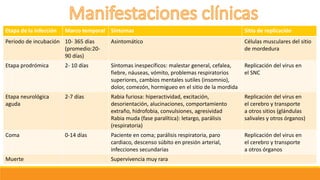 Etapa de la infección Marco temporal Síntomas Sitio de replicación
Periodo de incubación 10- 365 días
(promedio:20-
90 días)
Asintomático Células musculares del sitio
de mordedura
Etapa prodrómica 2- 10 días Síntomas inespecíficos: malestar general, cefalea,
fiebre, náuseas, vómito, problemas respiratorios
superiores, cambios mentales sutiles (insomnio),
dolor, comezón, hormigueo en el sitio de la mordida
Replicación del virus en
el SNC
Etapa neurológica
aguda
2-7 días Rabia furiosa: hiperactividad, excitación,
desorientación, alucinaciones, comportamiento
extraño, hidrofobia, convulsiones, agresividad
Rabia muda (fase paralítica): letargo, parálisis
(respiratoria)
Replicación del virus en
el cerebro y transporte
a otros sitios (glándulas
salivales y otros órganos)
Coma 0-14 días Paciente en coma; parálisis respiratoria, paro
cardiaco, descenso súbito en presión arterial,
infecciones secundarias
Replicación del virus en
el cerebro y transporte
a otros órganos
Muerte Supervivencia muy rara
 