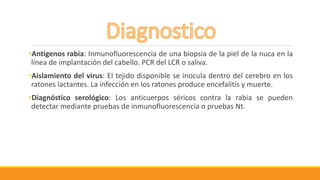 •Antígenos rabia: Inmunofluorescencia de una biopsia de la piel de la nuca en la
línea de implantación del cabello. PCR del LCR o saliva.
•Aislamiento del virus: El tejido disponible se inocula dentro del cerebro en los
ratones lactantes. La infección en los ratones produce encefalitis y muerte.
•Diagnóstico serológico: Los anticuerpos séricos contra la rabia se pueden
detectar mediante pruebas de inmunofluorescencia o pruebas Nt.
 