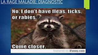 LA RAGE MALADIE: DIAGNOSTIC
 