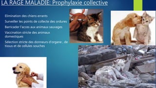 Virus de la rage | PPTX