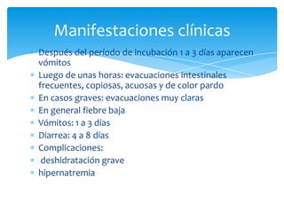 Después del período de incubación 1 a 3 días aparecen vómitosLuego de unas horas: evacuaciones intestinales frecuentes, copiosas, acuosas y de color pardoEn casos graves: evacuaciones muy clarasEn general fiebre bajaVómitos: 1 a 3 díasDiarrea: 4 a 8 díasComplicaciones: deshidratación gravehipernatremiaManifestaciones clínicas