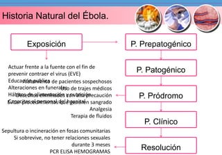 Niveles Historia de Natural prevención 
del Ébola. 
Exposición P. Prepatogénico 
Actuar frente a la fuente con el fin de 
prevenir contraer el virus (EVE) 
Educación publica 
Alteraciones en funerales 
Hábitos de alimentación y nutrición 
Capacitar el personal del hospital 
Aislamiento de pacientes sospechosos 
Uso de trajes médicos 
Desechos eliminados con alta precaución 
Evitar procedimientos que generen sangrado 
Analgesia 
Terapia de fluidos 
Sepultura o incineración en fosas comunitarias 
Si sobrevive, no tener relaciones sexuales 
durante 3 meses 
PCR ELISA HEMOGRAMAS 
P. Patogénico 
P. Pródromo 
P. Clínico 
Resolución 
 